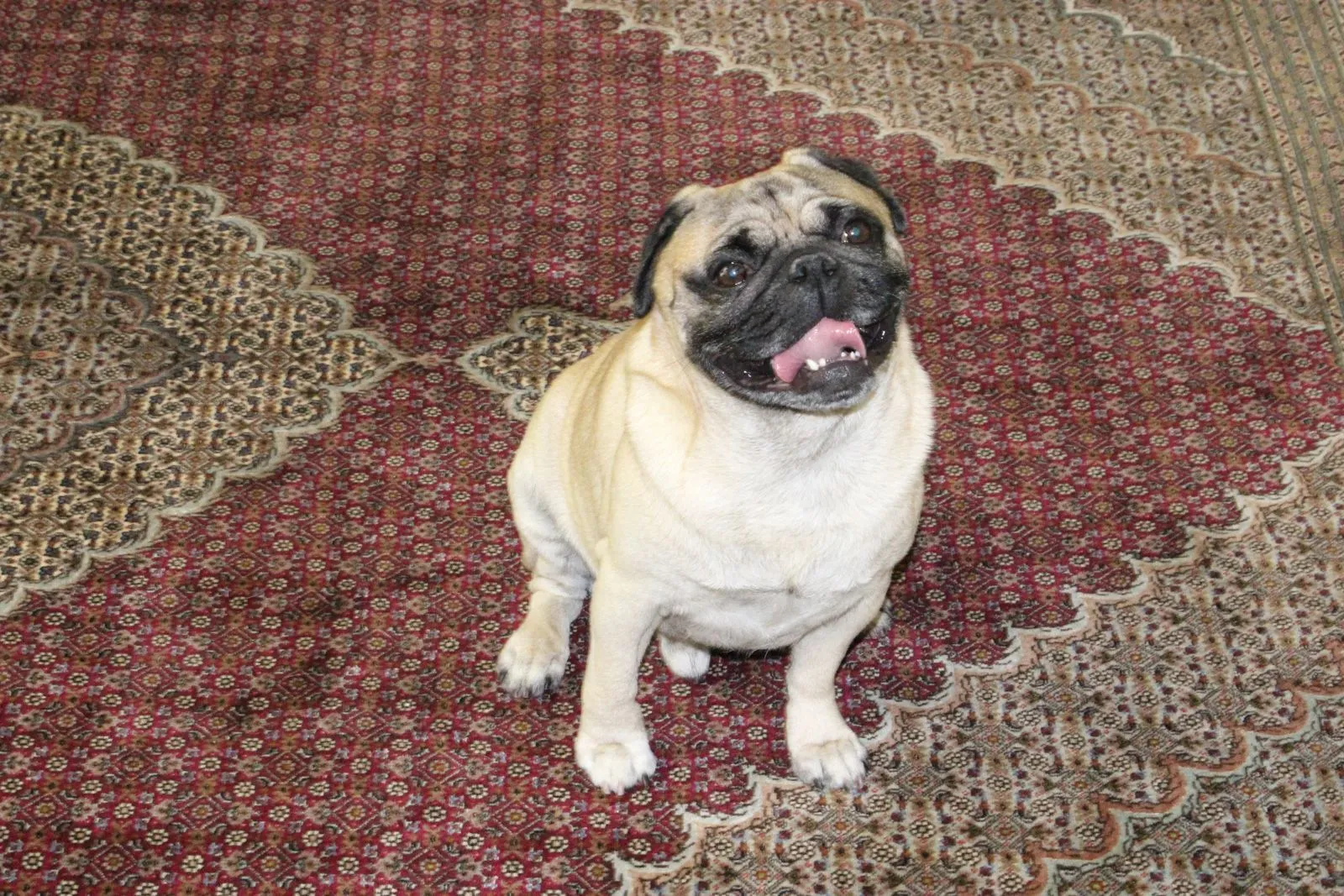 Dog sitting on an Oriental rug